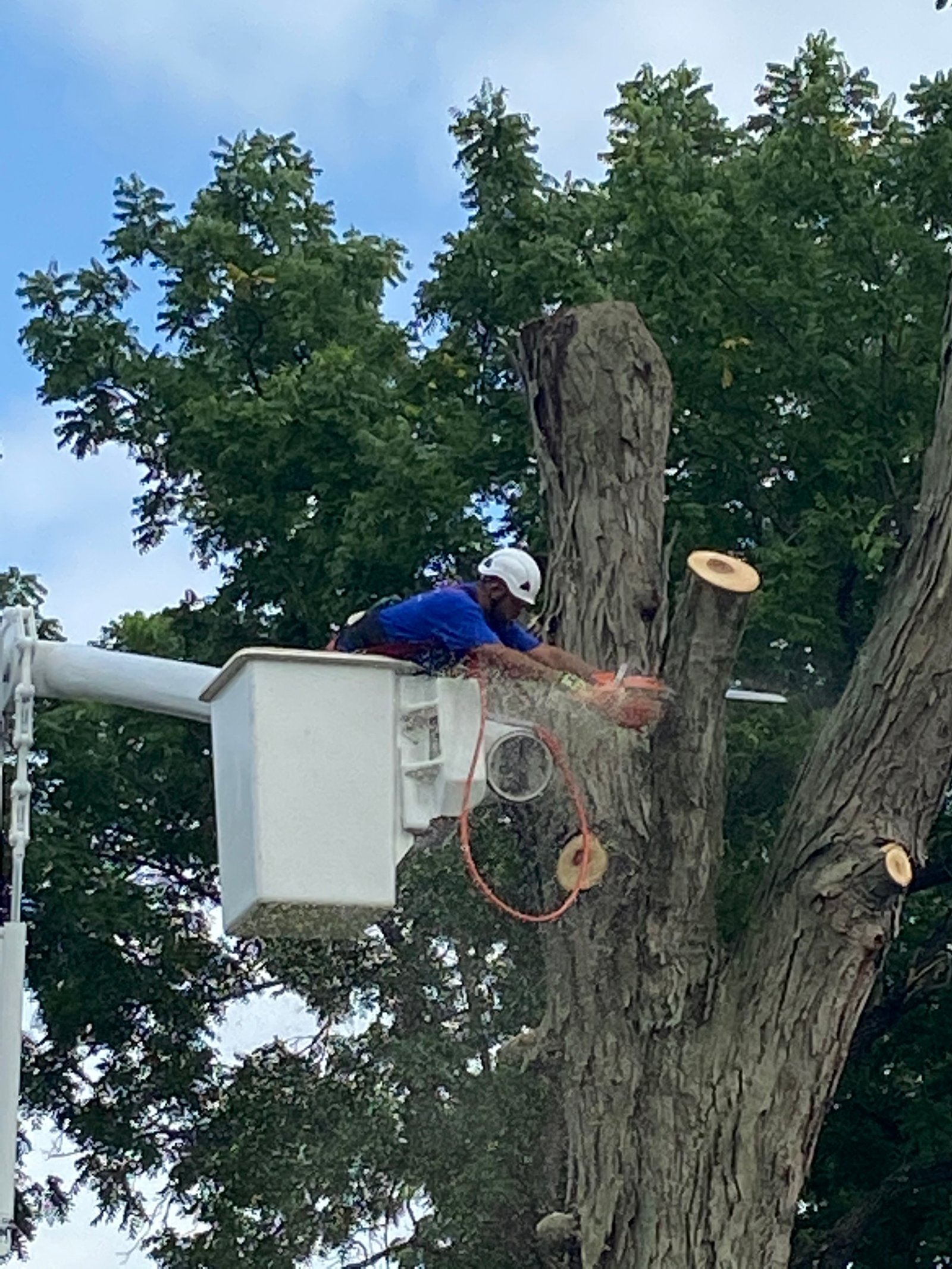 Residential tree project