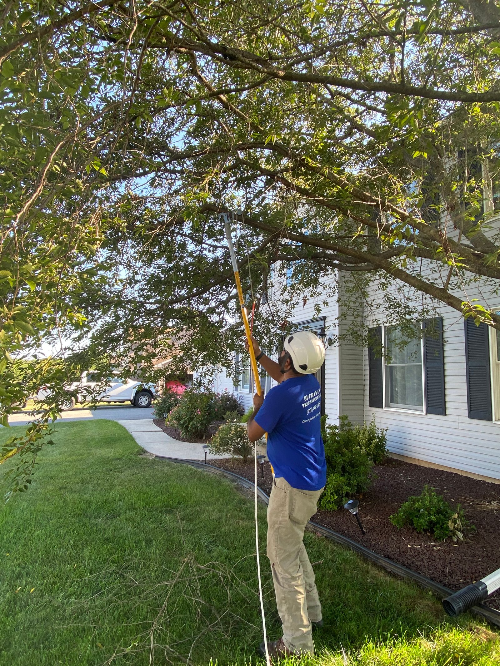 Tree removal in progress