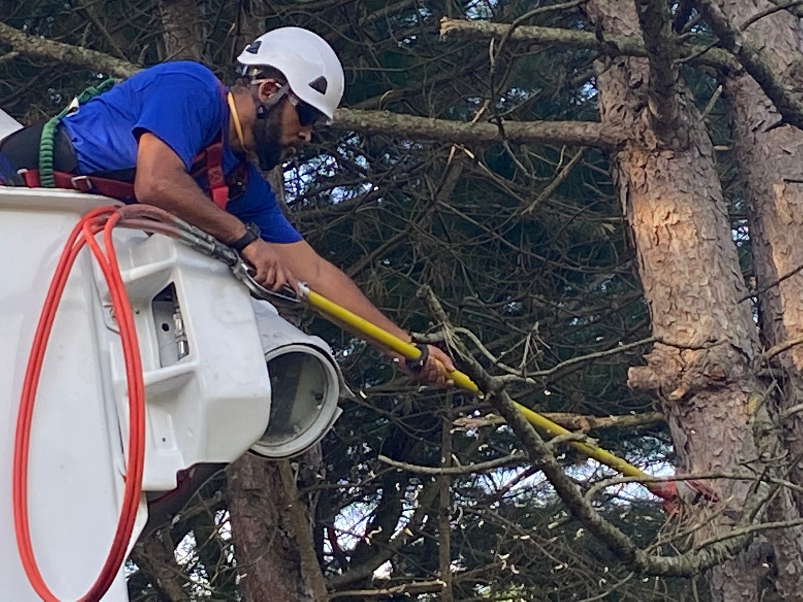 Tree removal