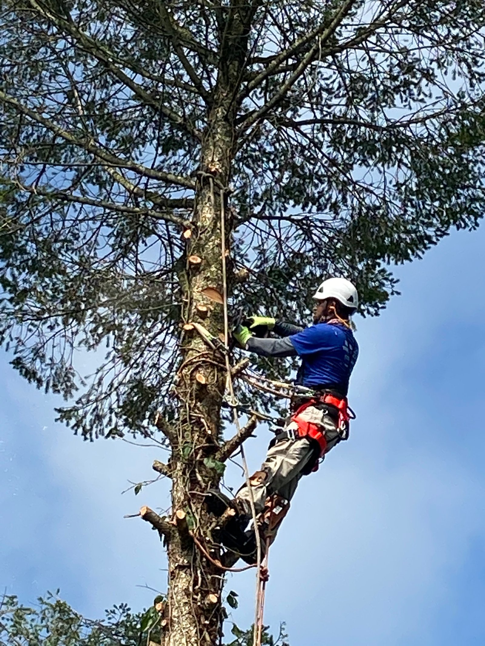 Tree trimming