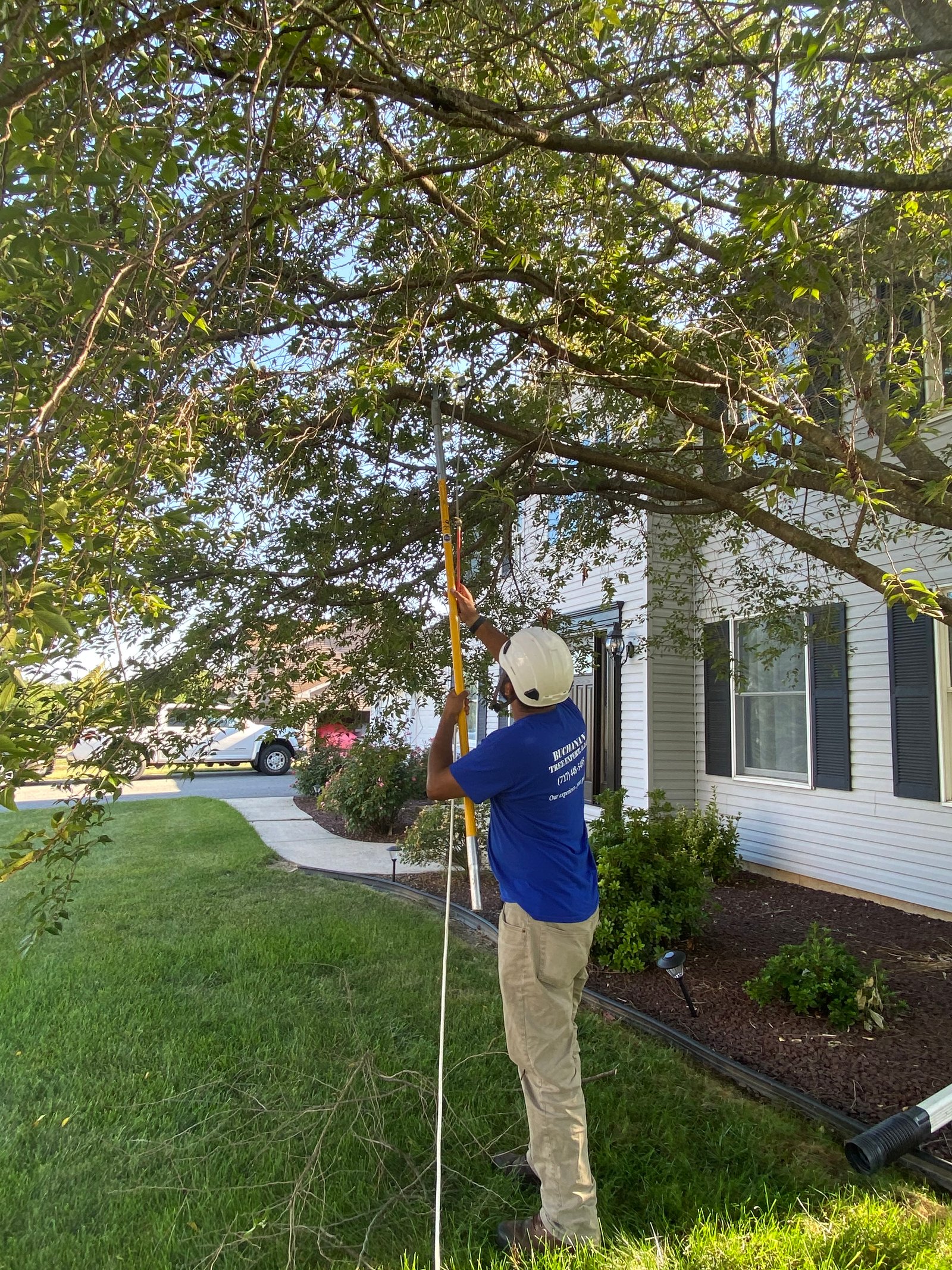 Tree trimming
